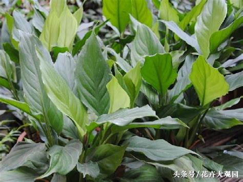 萬年青開花意思|萬年青開花代表什麼 萬年青開花是好是壞